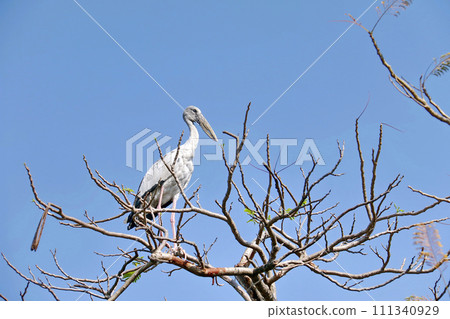 Open billed stork 1 111340929