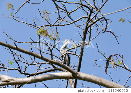 Open billed stork 2 111340930