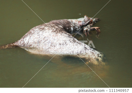 The corpse of a dead wild deer floats in the water. The corpse of a dead wild deer floats in the water. 111340957