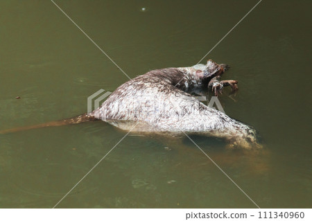 The corpse of a dead wild deer floats in the water. The corpse of a dead wild deer floats in the water. 111340960