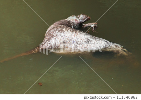 The corpse of a dead wild deer floats in the water. The corpse of a dead wild deer floats in the water. 111340962