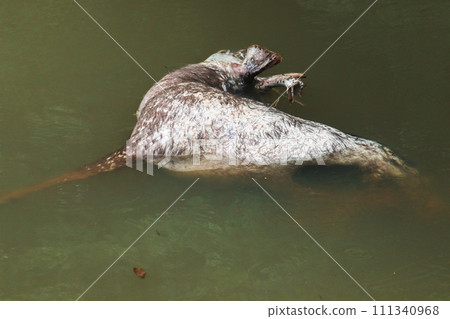 The corpse of a dead wild deer floats in the water. The corpse of a dead wild deer floats in the water. 111340968