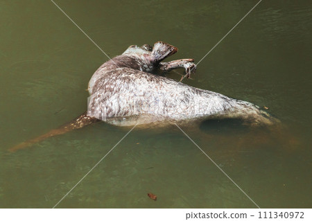 The corpse of a dead wild deer floats in the water. The corpse of a dead wild deer floats in the water. 111340972