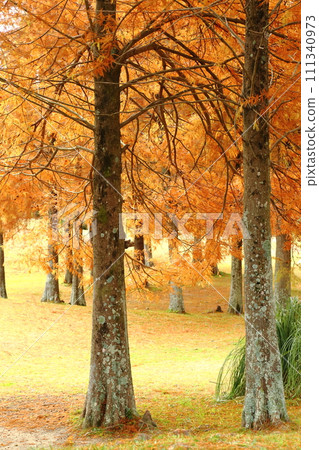 Shimoono Park Autumn leaves of Rakusho 111340973
