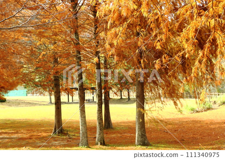 Shimoono Park Autumn leaves of Rakusho 111340975