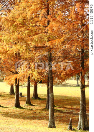 下大野公園 樂書的秋葉 111340976