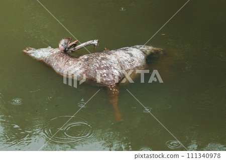 The corpse of a dead wild deer floats in the water. The corpse of a dead wild deer floats in the water. 111340978