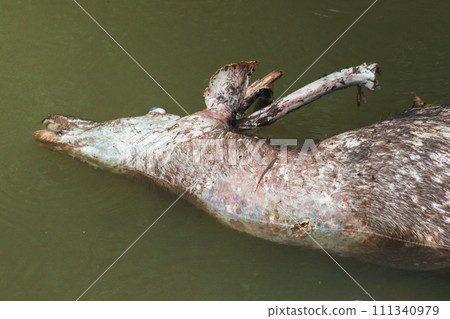 The corpse of a dead wild deer floats in the water. The corpse of a dead wild deer floats in the water. 111340979