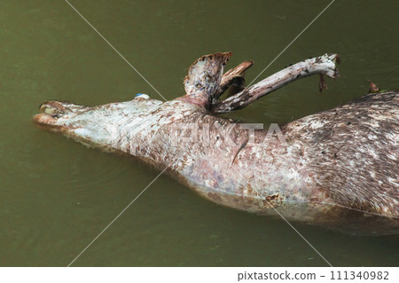 The corpse of a dead wild deer floats in the water. The corpse of a dead wild deer floats in the water. 111340982