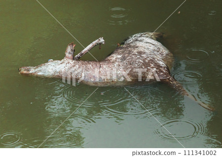 The corpse of a dead wild deer floats in the water. The corpse of a dead wild deer floats in the water. 111341002