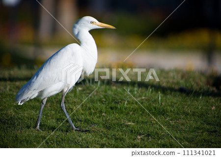 White heron walks across the lawn 111341021
