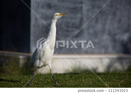 White heron proudly walks White heron proudly walks 111341023