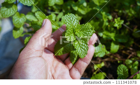 Green Mint Plant Hand holding a stalk of mint leaf. Fresh mint leaf on green background. Green Mint Plant Hand holding a stalk of mint leaf. Fresh mint leaf on green background. 111341078