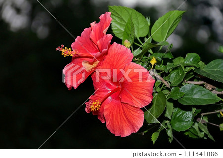 Red hibiscus Red hibiscus 111341086