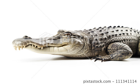 Crocodile (alligator) Crocodile (alligator) 111341114