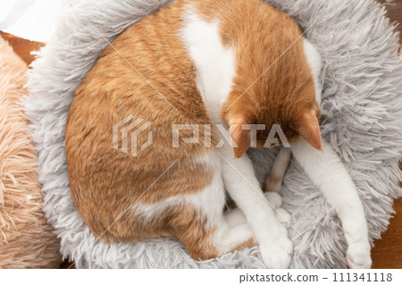 Relaxing cat tea tabby white 111341118