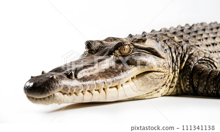 Crocodile (alligator) Crocodile (alligator) 111341138