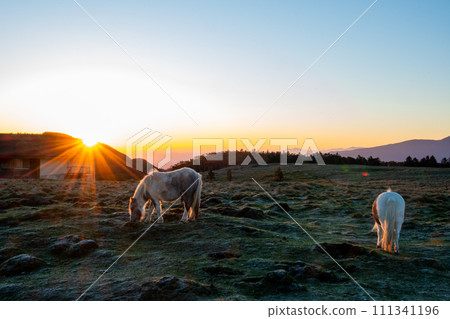 Sunrise and horses at Utsukushigahara Plateau 111341196