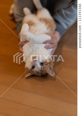 撫摸一隻貓,棕色虎斑白 撫摸一隻貓,棕色虎斑白 111341388