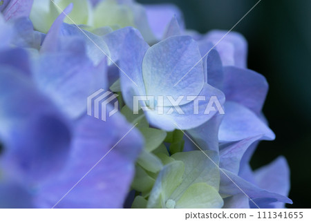 Beautiful hydrangea 111341655