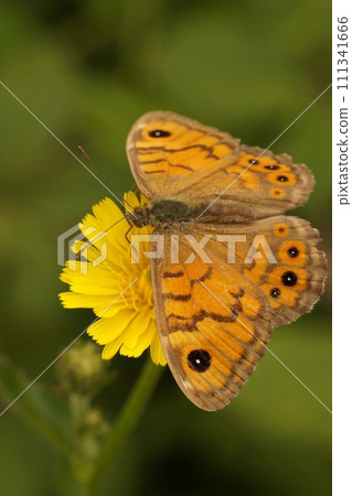 Closeup on a rare Wall Brown Butterfly, Lasiommata megera, nectaring on a yellow flower, Gard, France 111341666