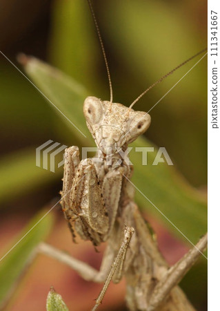 Closeup on a light brown European dwarf praying mantis , Ameles decolor, looking into the lense of the camera 111341667