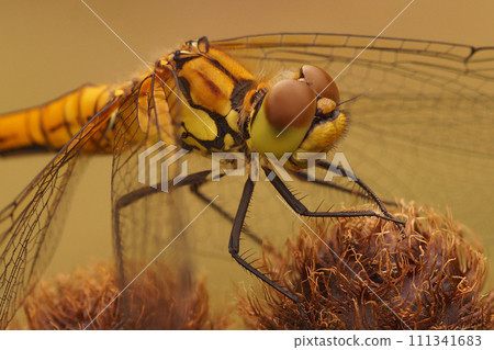 Closeup on a Ruddy darter dragonfly, Sympetrum sanguineum against a green blurred background Closeup on a Ruddy darter dragonfly, Sympetrum sanguineum against a green blurred background 111341683