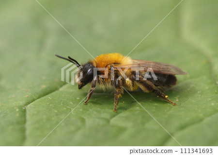 Closeup on a furry brown female grey-patched mining bee, Andrena nitida sitting on a green leaf Closeup on a furry brown female grey-patched mining bee, Andrena nitida sitting on a green leaf 111341693