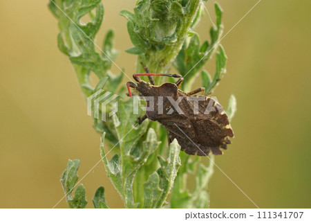 Closeup on a boat shield bug, Enoplops scapha, warming up on a green leaf Closeup on a boat shield bug, Enoplops scapha, warming up on a green leaf 111341707
