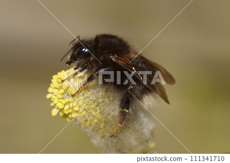 Closeup on a queen Tree bumblebee, Bombus hypnorum, on yellow pollen of blossoming Willow, Salix in the spring Closeup on a queen Tree bumblebee, Bombus hypnorum, on yellow pollen of blossoming Willow, Salix in the spring 111341710