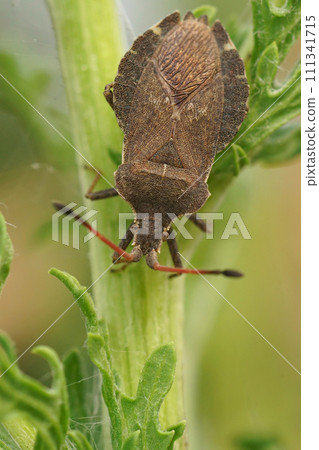 Closeup on a boat shield bug, Enoplops scapha, warming up on a green leaf Closeup on a boat shield bug, Enoplops scapha, warming up on a green leaf 111341715