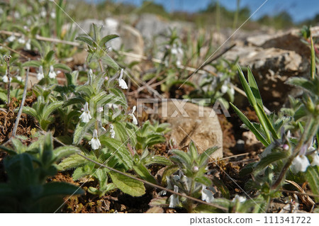 Low angle closeup on a simplebeak ironwort wildflower, Sideritis romana a small creeping flower in the Gard, France 111341722