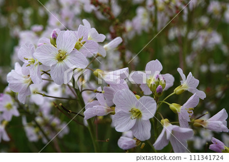 Closeup on a light pink flowering cuckoo flower, lady's smock, mayflower, or milkmaids, Cardamine pratensis in a meadow 111341724