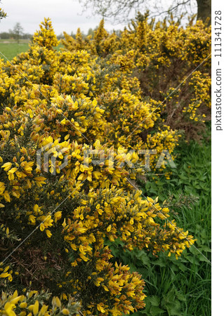 Vertical closeup on European Common gorse, Ulex europaeus, a yellow flowering shrubs of European 111341728