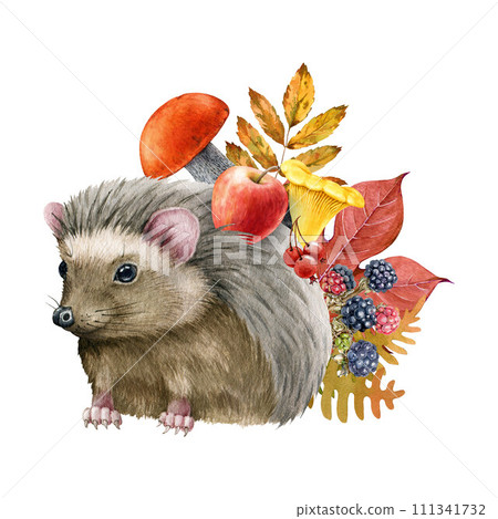 Cute hedgehog with mushrooms, apple, autumn leaves on the back. Watercolor illustration. Autumn season cozy decoration. Hedgehog with autumn harvest decor. Cute forest animal fall decoration isolated 111341732