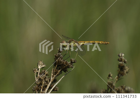 Closeup on a female Migrant darter dragonfly, Sympetrum vulgatum, sitting on a twig 111341733