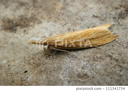 Closeup on a yellow colored wainscot or reed veneer moth, Chilo phragmitella sitting on a stone Closeup on a yellow colored wainscot or reed veneer moth, Chilo phragmitella sitting on a stone 111341734