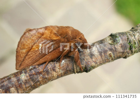 Closeup on the brown colored Drinker moth, Euthrix potatoria, with it's typical pointed snout Closeup on the brown colored Drinker moth, Euthrix potatoria, with it's typical pointed snout 111341735