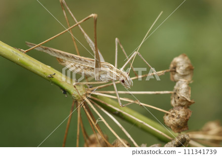 Closeup on a female Lily Bush-cricket, Tylopsis lilifolia sitting n the vegetation Closeup on a female Lily Bush-cricket, Tylopsis lilifolia sitting n the vegetation 111341739