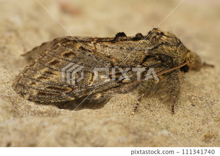 Closeup on the Great prominent moth,Peridea anceps sitting on a stone Closeup on the Great prominent moth,Peridea anceps sitting on a stone 111341740