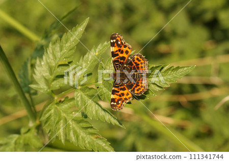 Closeup on a the colorful Map butterfly Araschnia levana with spread wings in the vegetation Closeup on a the colorful Map butterfly Araschnia levana with spread wings in the vegetation 111341744