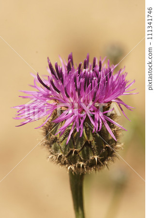 Vertical closeup on a flower bud of the greater knapweed, Centaurea scabiosa 111341746