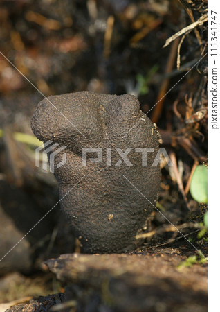 Vertical closeup on a dead man's fingers mushroom, Xylaria polymorpha 111341747
