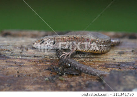 Closeup on a common viviparous lizard, Zootoca vivipara, sitting on fallen tree log 111341750
