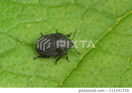 Closeup on a Mediterranean dark brown Pentatomid shieldlbug Psacasta exanthematica sitting on a green leaf 111341758