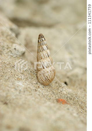 Vertical closeup on a pointed snail, Cochlicella acuta, sitting on a stone Vertical closeup on a pointed snail, Cochlicella acuta, sitting on a stone 111341759