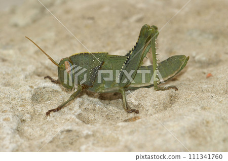Closeup on a nymph juvenile of the large Egyptian locust, Anacridium aegyptium in the Mediterranean Closeup on a nymph juvenile of the large Egyptian locust, Anacridium aegyptium in the Mediterranean 111341760