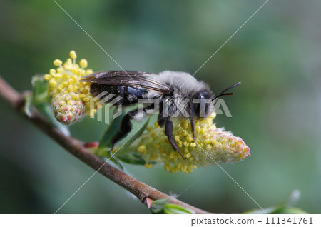 Closeup on a female Grey-backed mining bee, Andrena vaga sitting on yellow pollen of Goat Willow, Salix caprea Closeup on a female Grey-backed mining bee, Andrena vaga sitting on yellow pollen of Goat Willow, Salix caprea 111341761