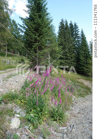 Closeup on an aggregation of Purple foxglove wildflowers, Digitalis purpurea growing at an Austrian mountain roadside Closeup on an aggregation of Purple foxglove wildflowers, Digitalis purpurea growing at an Austrian mountain roadside 111341768