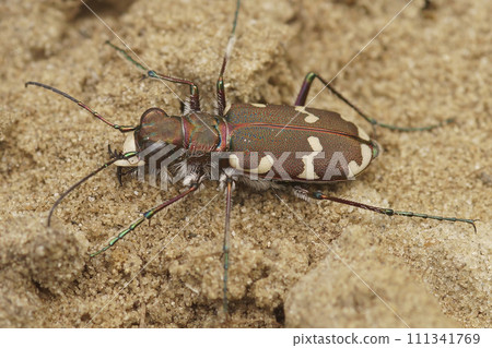 Closeup on the brown Northern Dune tiger beetle, Cicindela hybrida, in the sand Closeup on the brown Northern Dune tiger beetle, Cicindela hybrida, in the sand 111341769